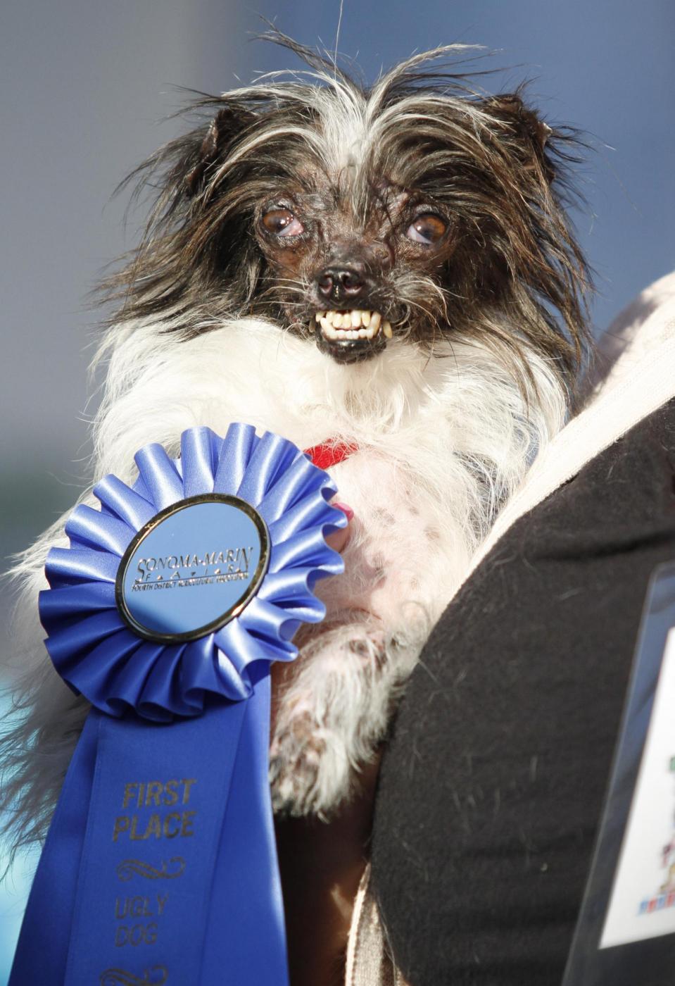 vince il premio cane più brutto del mondo 999
