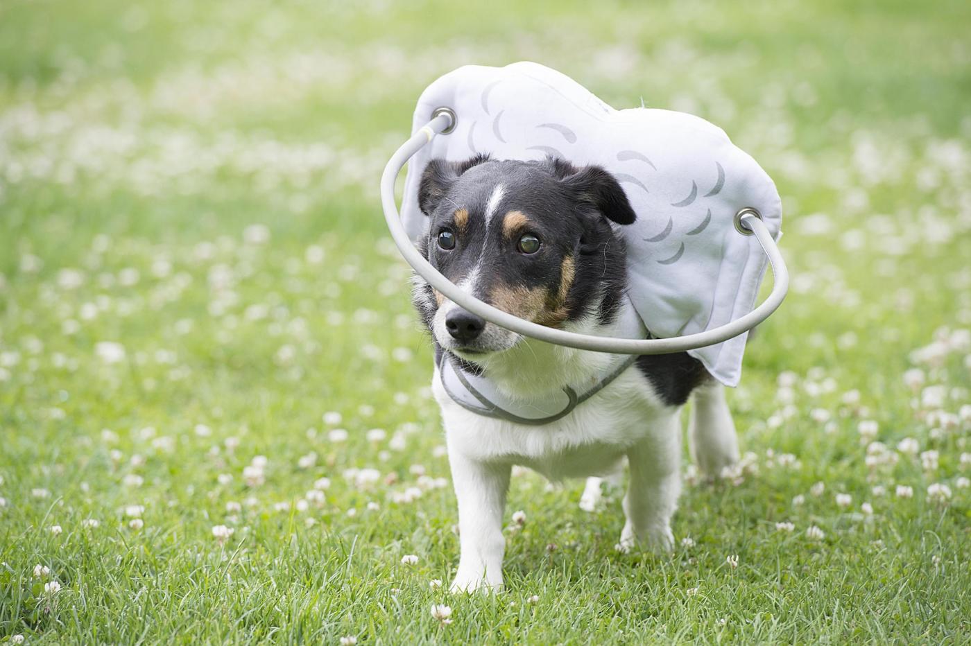 Basil, il cane cieco ha le "ali" e riesce a camminare09