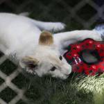 Tre cuccioli di leone albino in uno zoo privato di Las Vegas 01