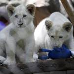 Tre cuccioli di leone albino in uno zoo privato di Las Vegas 03