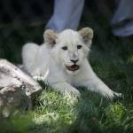 Tre cuccioli di leone albino in uno zoo privato di Las Vegas 05