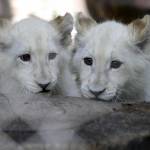 Tre cuccioli di leone albino in uno zoo privato di Las Vegas 07
