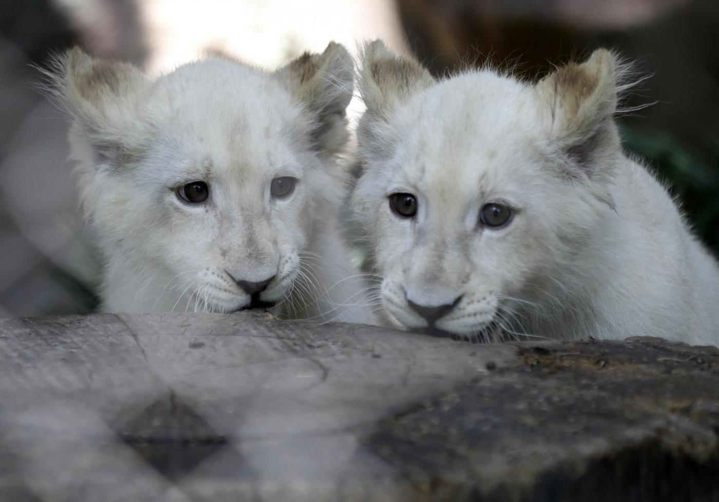 Tre cuccioli di leone albino in uno zoo privato di Las Vegas 07