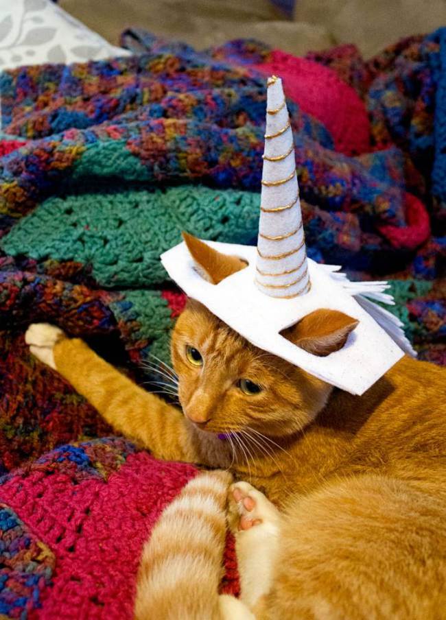 L'unicorno per gatti che si acquista su Amazon04