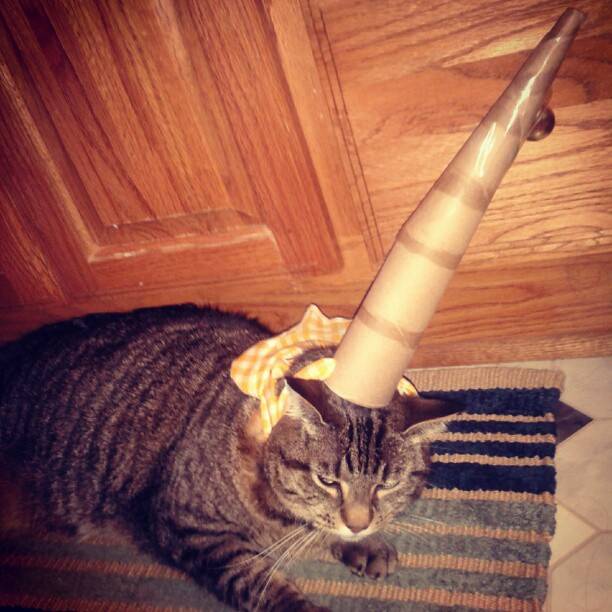 L'unicorno per gatti che si acquista su Amazon03