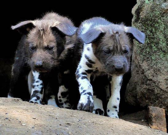 Nati due cuccioli di licaone al Bioparco di Roma03