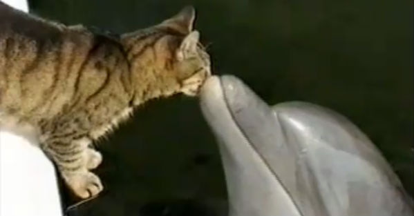 Il gatto che si struscia con il delfino: il video del 2007 torna virale