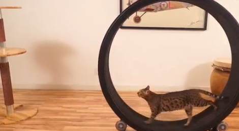 Altro che criceti: anche il gatto si tiene in forma correndo sulla ruota