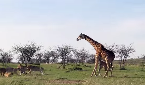 Mamma giraffa allontana branco di leoni: il suo cucciolo è salvo