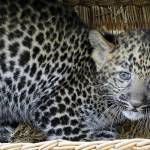 Pelangi, il cucciolo di leopardo nato allo zoo di Berlino04