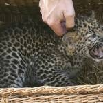 Pelangi, il cucciolo di leopardo nato allo zoo di Berlino03