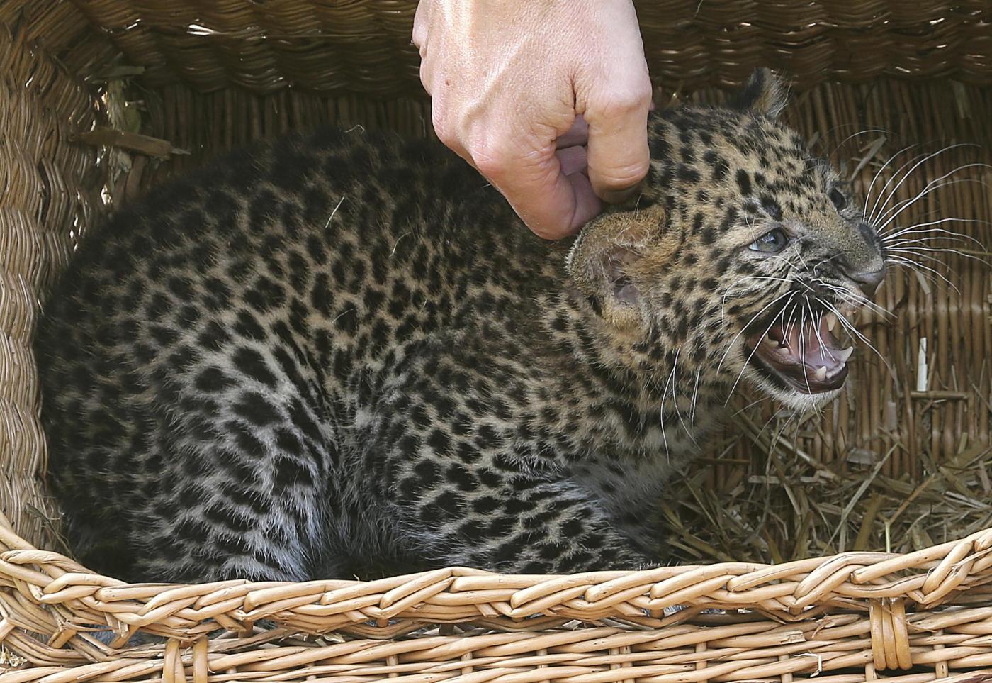 Pelangi, il cucciolo di leopardo nato allo zoo di Berlino03