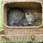 Pelangi, il cucciolo di leopardo nato allo zoo di Berlino02
