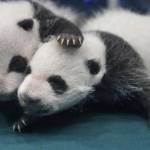 Tre cuccioli di panda sopravvivono dopo la nascita (foto): è la prima volta04