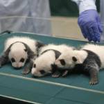Tre cuccioli di panda sopravvivono dopo la nascita (foto): è la prima volta06