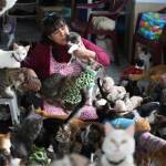 L'ospizio per gatti malati di leucemia felina a Lima09