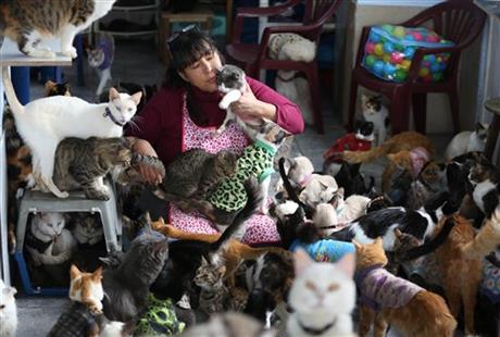 L'ospizio per gatti malati di leucemia felina a Lima09
