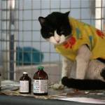 L'ospizio per gatti malati di leucemia felina a Lima08