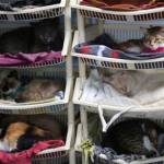 L'ospizio per gatti malati di leucemia felina a Lima07