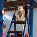 L'ospizio per gatti malati di leucemia felina a Lima06