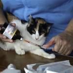 L'ospizio per gatti malati di leucemia felina a Lima05
