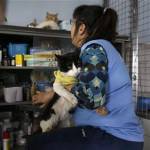 L'ospizio per gatti malati di leucemia felina a Lima04