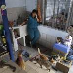 L'ospizio per gatti malati di leucemia felina a Lima03