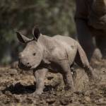 Israele, nel safari nasce un cucciolo di rinoceronte bianco FOTO03