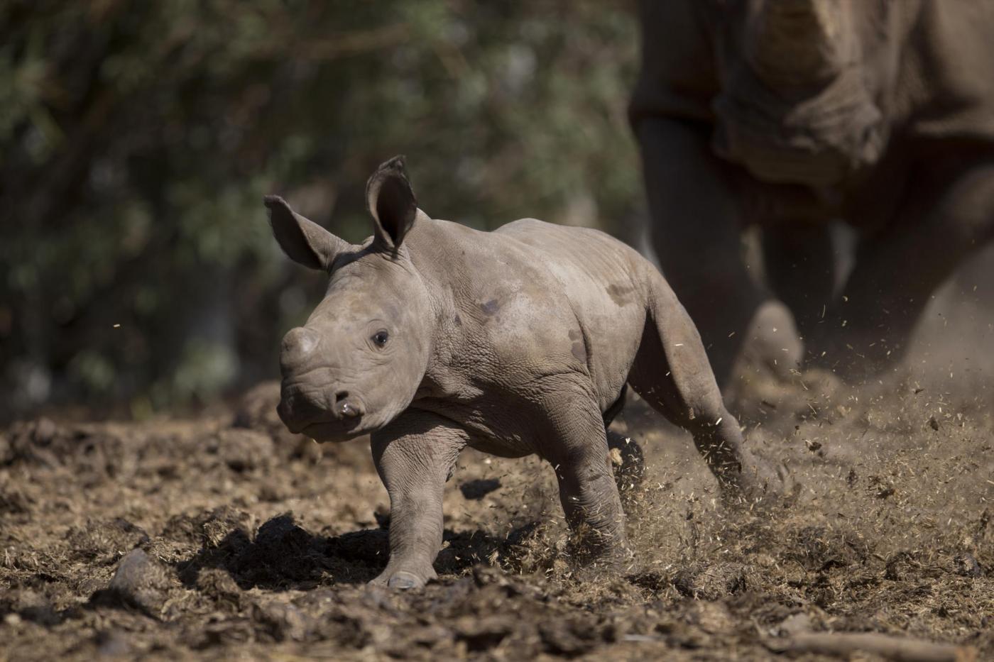 Israele, nel safari nasce un cucciolo di rinoceronte bianco FOTO03