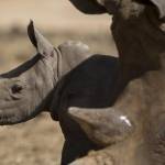 Israele, nel safari nasce un cucciolo di rinoceronte bianco FOTO01