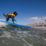 Surf City Surf Dog, al via in California la sesta edizione3