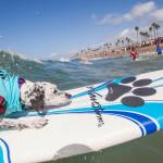 Surf City Surf Dog, al via in California la sesta edizione05