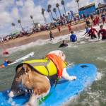 Surf City Surf Dog, al via in California la sesta edizione07