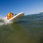 Surf City Surf Dog, al via in California la sesta edizione08
