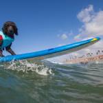 Surf City Surf Dog, al via in California la sesta edizione11