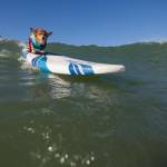 Surf City Surf Dog, al via in California la sesta edizione12