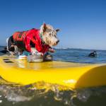 Surf City Surf Dog, al via in California la sesta edizione15
