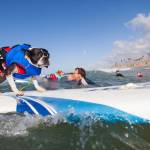 Surf City Surf Dog, al via in California la sesta edizione18
