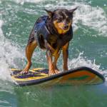 Surf City Surf Dog, al via in California la sesta edizione21