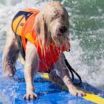 Surf City Surf Dog, al via in California la sesta edizione22