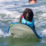 Surf City Surf Dog, al via in California la sesta edizione4