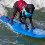 Surf City Surf Dog, al via in California la sesta edizione25