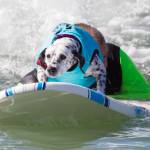 Surf City Surf Dog, al via in California la sesta edizione62