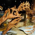 pinosauro aegyptiacus, il dinosauro più grande del T Rex che sapeva nuotare 07