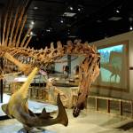 Spinosauro aegyptiacus, il dinosauro più grande del T Rex che sapeva nuotare 02