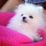 Paris Hilton sborsa 13 mila dollari per avere un cucciolo di Pomerania (FOTO)