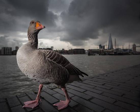 British Wildlife Photography Awards