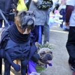 Halloween Dog Parade a New York05