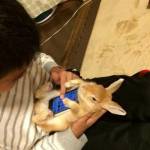 Coniglio "poggia-smartphone": la nuova moda giapponese lanciata su Twitter01
