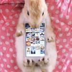 Coniglio "poggia-smartphone": la nuova moda giapponese lanciata su Twitter04